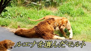 ルエナを選んだモルト　Malt chose Luena　〜 Lion (ライオン)〜　～ 多摩動物公園 ～