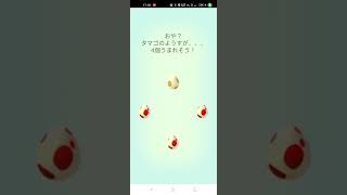 ポケモンＧＯ《１２km》卵３連＋１ガチャ【2022年5月29日】孵化分#shorts