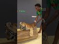 iShowSpeed Fights A Tiger #fypyoutube