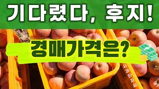 올해 생산된 후지(부사) 첫출하! 경매가격은? 10월 2주차 경매가격 동향 l 안동공판장