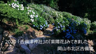 2020「吉備津神社」の『紫陽花』みてきました /岡山市北区吉備津