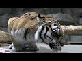 アムールトラ アイの食事タイム~amur tiger