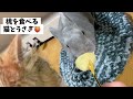 猫とうさぎが共存❣️仲良し映像77総集編‼️可愛い ほっこり 爆笑 癒し 笑える是非見てね🐰❤️🐱w