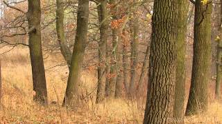 Осінні кольори...Цвета осени...  Autumn Colors...