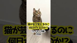 【2日目】ネコのハイタッチに挑戦！猫が芸を覚えるまで #shorts #保護猫 #猫のいる暮らし #cat #meow #kitten #あめちゃん #cute