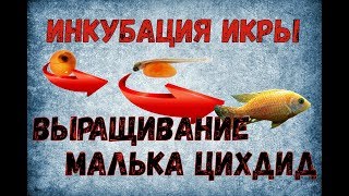 Инкубация икры и выращивание малька цихлид.