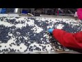 blueberry packing line