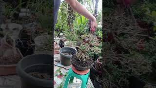 Review Bonsai Sancang