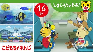 【16分アニメ】電車で水族館にしゅっぱつ☆| しまじろうのわお！アニメ | しまじろうチャンネル公式