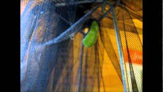 The Pupa Dance.wmv