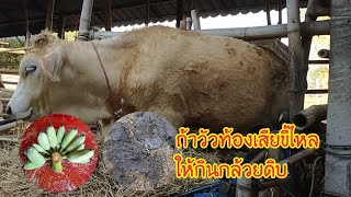 วัวท้องเสียขี้ไหล แก้ไขอย่างไร