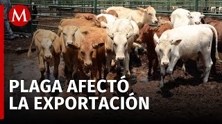 Exportación de ganado entre EU y México 'se reanudaron pronto': Berdegué, tras plaga