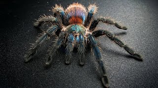 Brazilian Blue Dwarf Beauty Tarantula Rehouse \u0026 Enclosure