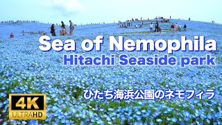 ネモフィラの丘[ひたち海浜公園]💠Sea of Nemophila-Hitachi Seaside park