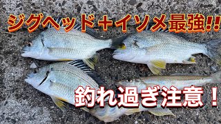 [海釣り]とある漁港で虫ヘッド＋イソメで爆釣劇!![連れ過ぎ注意！]