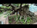 bonsai thailand tree ไม้ซากรากโหย่ง ไม้จบดูเป็นแนวทางการทำบอนไซ