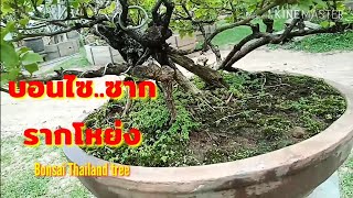 Bonsai Thailand tree ไม้ซากรากโหย่ง+ไม้จบดูเป็นแนวทางการทำบอนไซ