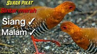 suara pikat burung sintar merah/api