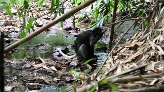 シロマブタザル水飲み　その２