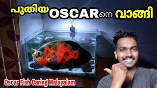 Oscar Fish Caring Malayalam |  ഓസ്കർ ഫിഷിനെ വാങ്ങി😍| Oscar fish Malayalam | Oscar farm kerala |oscar