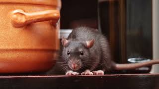 Pflanzen Sie diese Pflanzen und die Ratten verschwinden! (74 characters)