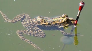 Проба Поплавка Н. Куликова на воде, Рыбалка Краснодар, озеро Карасун, ловля в толще воды