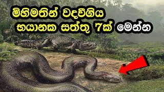 මිහිමතින් වදවීගිය භයානක සත්තු 7ක් මෙන්න | Most 7 deadliest animals in the world