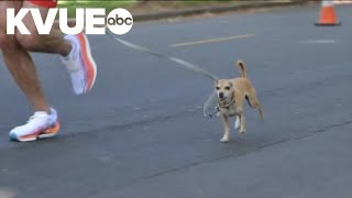 7-year-old Chihuahua runs marathons with owner