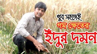 গম ক্ষেতের ইঁদুর দমন।। Suppression of rat in wheat fields।। KRISHEBD