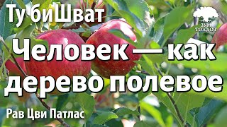 Человек — как дерево полевое. Р.Цви Патлас