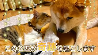 【感動】脱走して2週間経った猫を柴犬が見つけたお話