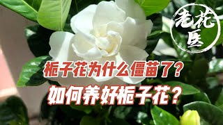 【寄养栀子花】栀子花为什么僵苗了？如何养好栀子花？老花医寄养实录Rescue an Gardenia