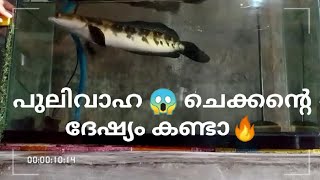 🔥പുലിവാഹ എന്ന് പേര് വന്നത് ചുമ്മാ അല്ല അക്വാറിയം പൊളിക്കാൻ നോക്കാ മച്ചാൻ#snakehead #pulivaaha #short