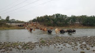 20230101 貓羅溪牛群 臺版非洲草原牛群雨中壯觀遷徙渡河(潦溪)4K影片