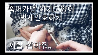 어미와 떨어져 죽어가던 새끼고양이 구조 밤새 간호하기 babycat rescue