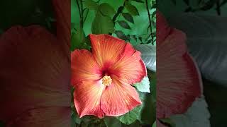 Hibiscus flower in my balcony garden #shorts #indoorplants #hibiscus #shortsfeed #gardening #plants