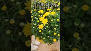 Chrysanthemum/  If you want to grow it abundantly, please take a look