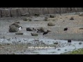 アカハシギンカモメ　red billed gull 　くちばしが真っ赤