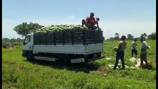 Harvesting Rocky 475 Melon