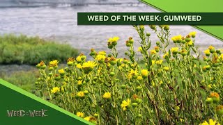 Weed of the Week #1121 Gumweed (From Ag PhD #1121 - Air Date 9-29-19)