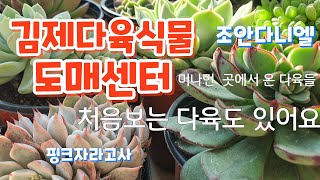 김제다육식물도매센터 다육 생소한 이름 많아요 (런발디금, 엘리자 문페어리 안다미로 줄리아 .... )