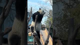 1.21日小萌兰真霸气 大熊猫萌兰 北京动物园 萌兰么么儿