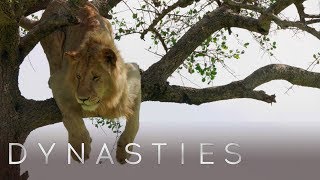 Lion Is Stuck In A Tree | Dynasties: On Location | BBC Earth