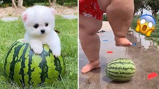 Cute Pomeranian Puppies Doing Funny Things | Cute and Funny Dogs - Mini Pom