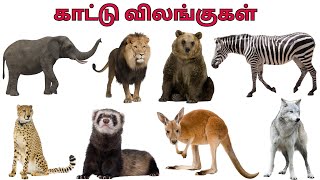 காட்டு விலங்குகள் | Wild Animals name in Tamil for kids |Animal names in Tamil and English for Kids