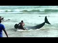 officials rescue 120 whales after mass beaching in sri lanka