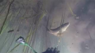 Spearfishing in Estonia 2019#brown trout