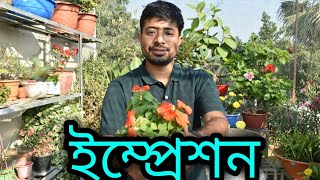 ইম্প্রেশন গাছের পরিচর্যা/ Impression plant care.