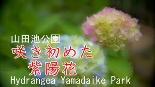 咲き初めた紫陽花　2021　山田池公園　大阪府枚方市 Hydrangea Yamadaike Park Hirakata City, Osaka Japan