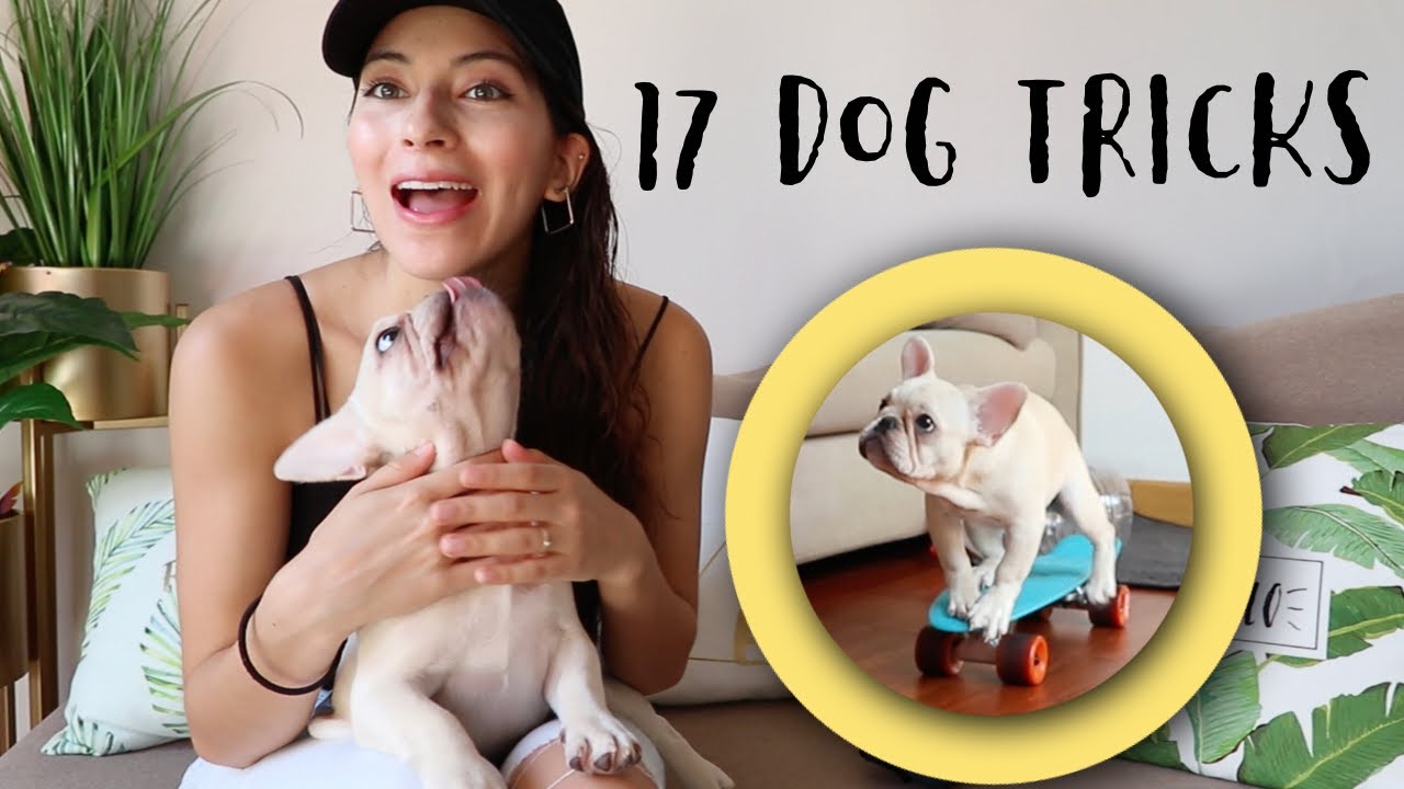 HOW TO TRAIN A DOG!? Tips & Tricks - YouTube